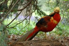 Colourful Bird Royalty Free Stock Photography