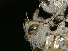 Eye Of A Cicada Nymph S Shed Skin Stock Images Eye Of A Cicada Nymph S Shed Skin Stock Images