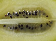 Golden Kiwi Stock Image