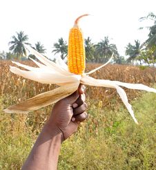 Corn Field Stock Images Corn Field Stock Images
