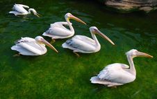 Pelicans Royalty Free Stock Photography Pelicans Royalty Free Stock Photography