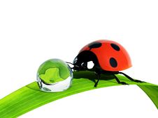 Ladybird. Stock Image