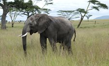Young African Elephant In The Serengeti Stock Photography