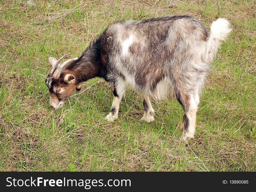 Goat eating in early spring. Goat eating in early spring