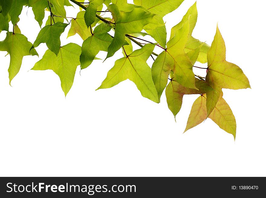 Maple leaf with white background. Maple leaf with white background