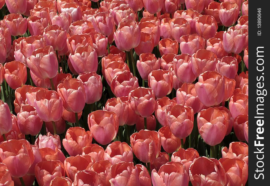 Beautiful pink tulips  at the garden. Beautiful pink tulips  at the garden