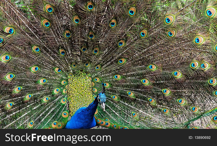 A beautiful Peacock running freely in Real Alcazar gardens in Sevill, Spain