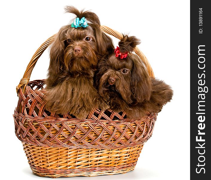 Two lap dogs in a basket in studio