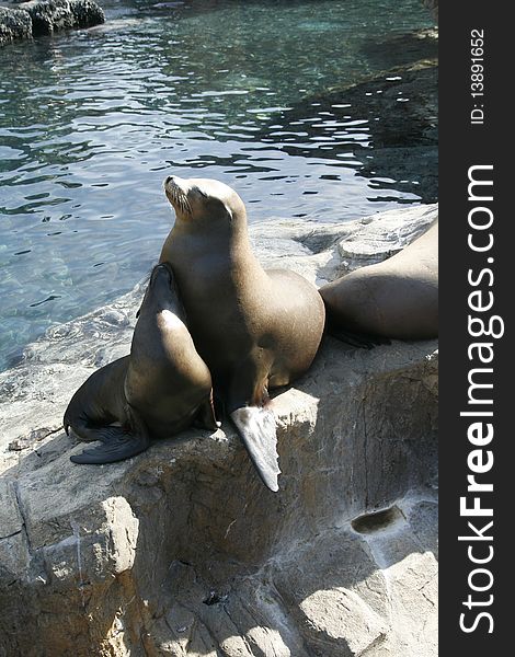 Baby seal and mother cuddle near the pool. Baby seal and mother cuddle near the pool