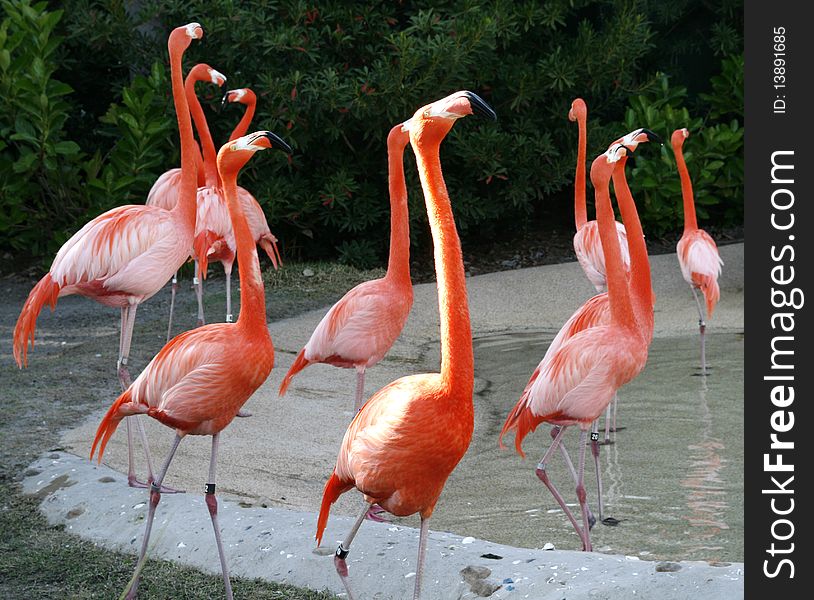 Flamingoes look to the skies for guidance. Flamingoes look to the skies for guidance