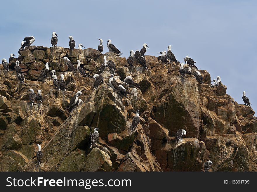 Ballestas Islands. 
The Ballestas Islands are located off the shores of Paracas, Peru.