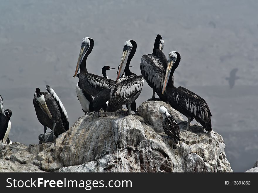 Pelicans On A Rock.