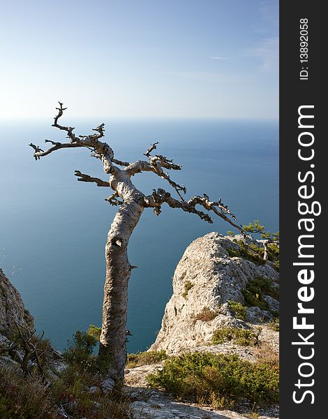 Dead tree on sea coast in Crimea mountains, Black sea