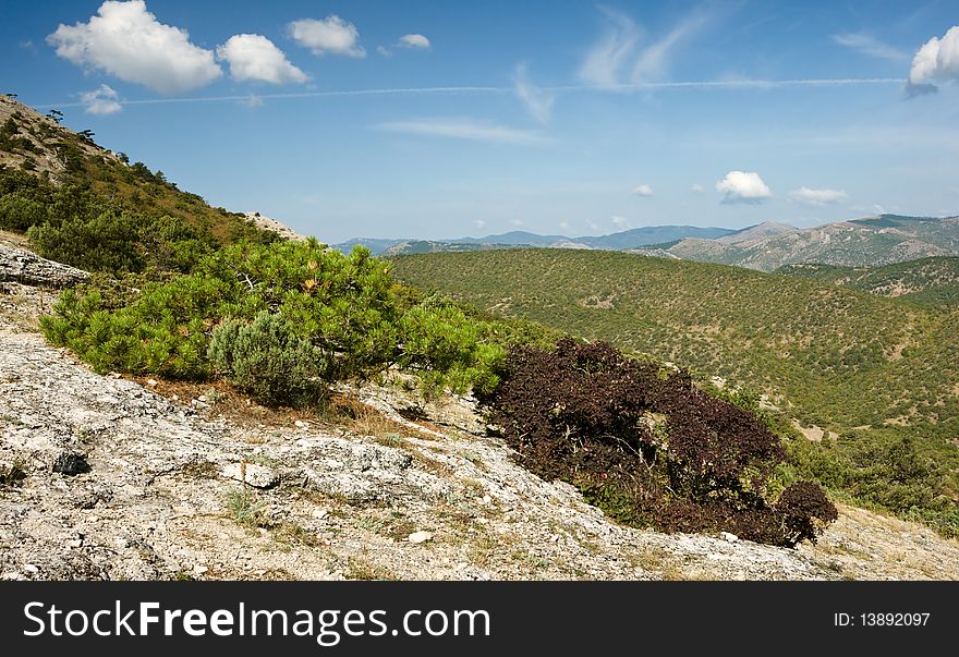 Crimea Juniper tree in mountains with blue sky