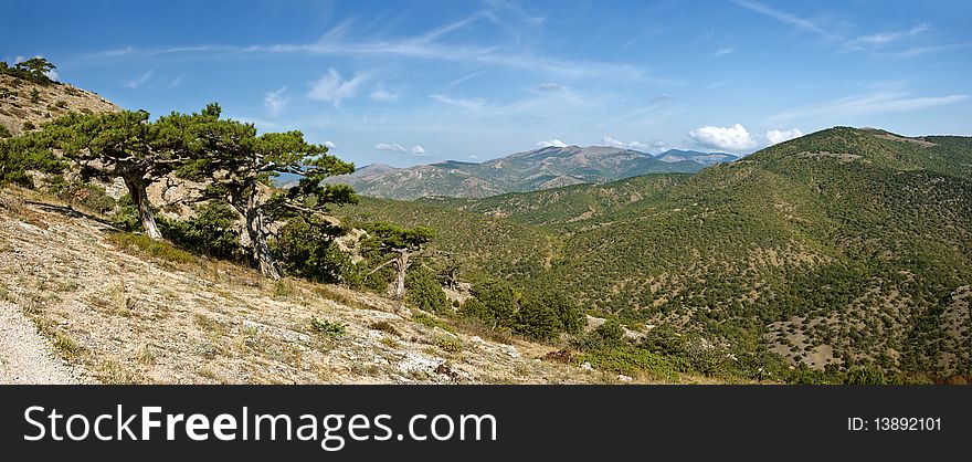 Crimea pine tree in mountains with blue sky