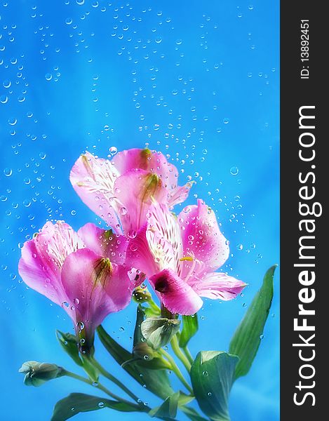 Pink flowers on the blue background with water drops. Pink flowers on the blue background with water drops.