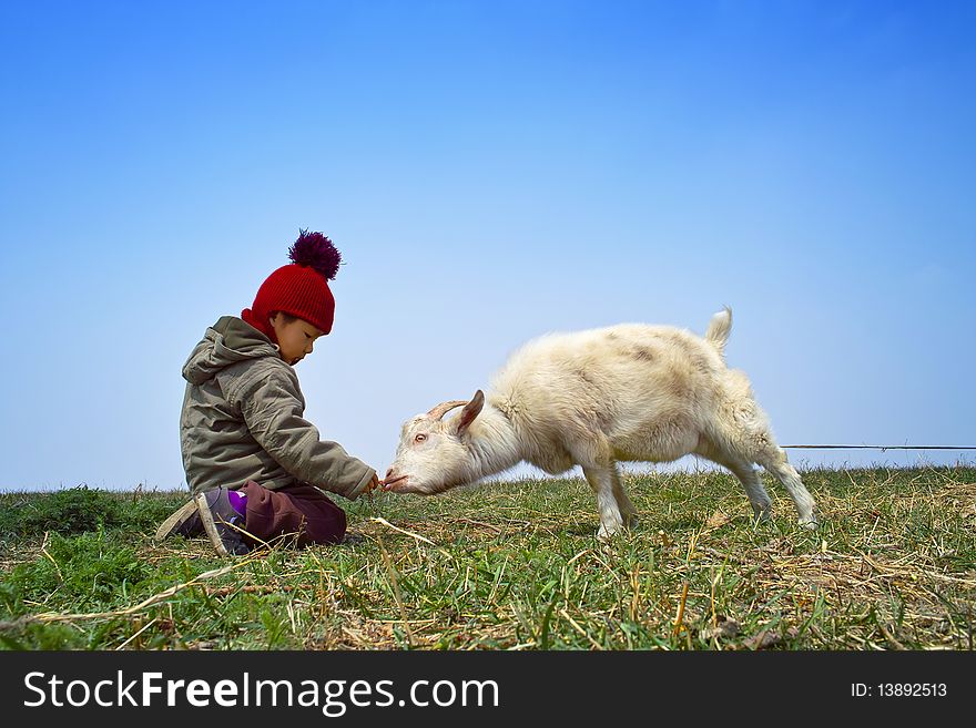 Young boy feeding the goat. Young boy feeding the goat