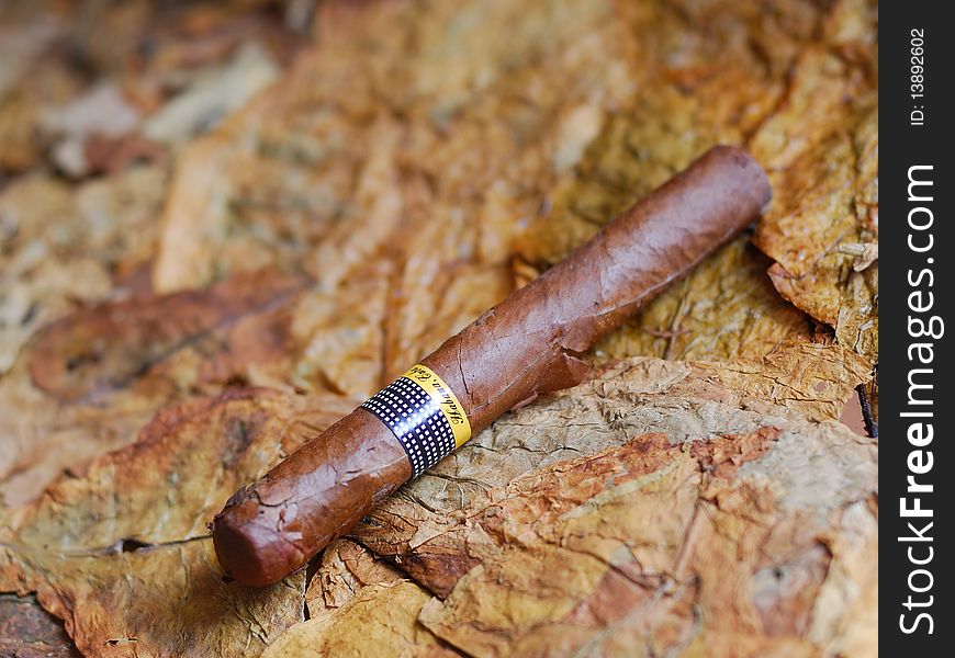 Cuban cigar on dry tobacco leaves. Cuban cigar on dry tobacco leaves
