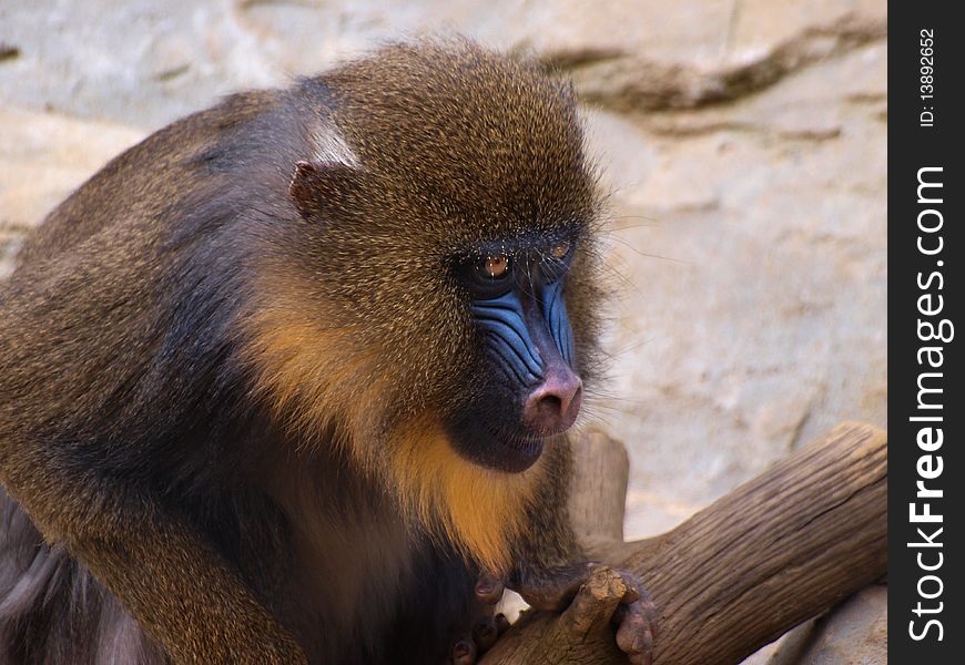 Mandrill sitting on a log