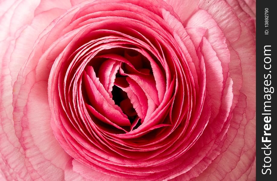 A close-up composition of a pink blooming flower