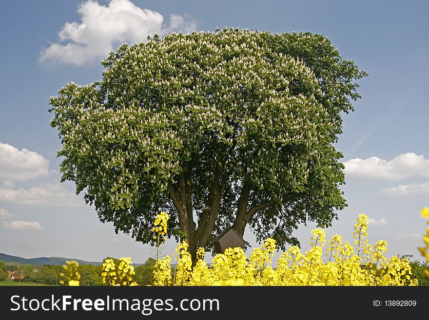 Horse Chestnut in may in Lower Saxony, Germany. Horse Chestnut in may in Lower Saxony, Germany