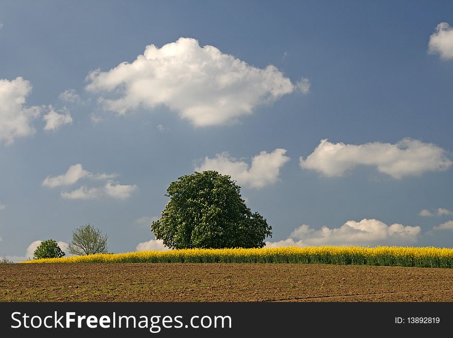 Field with rapeseed and chestnut tree in Germany