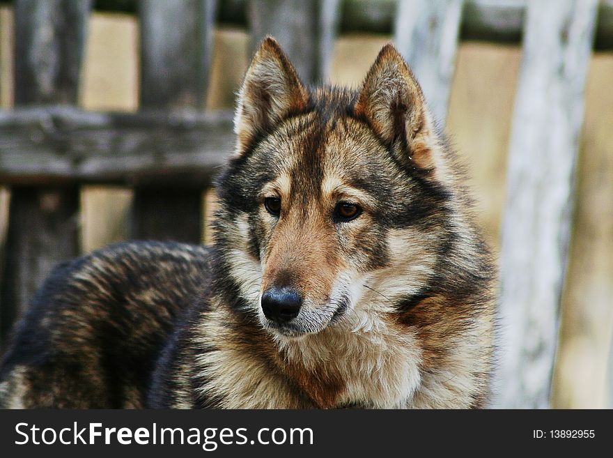 Grey danger wolf close-up in nature