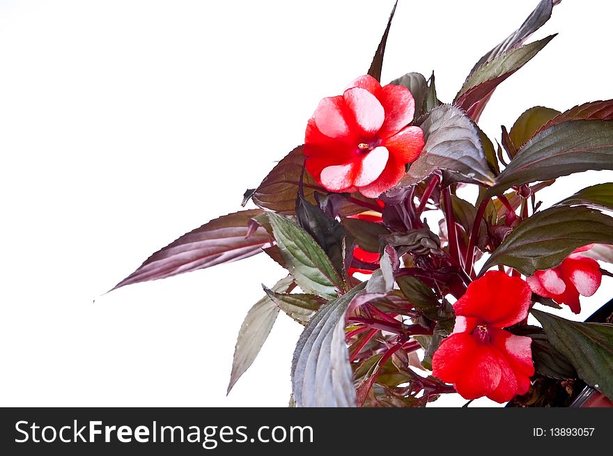 A red flowers in flowerpot. Isolated on white. A red flowers in flowerpot. Isolated on white