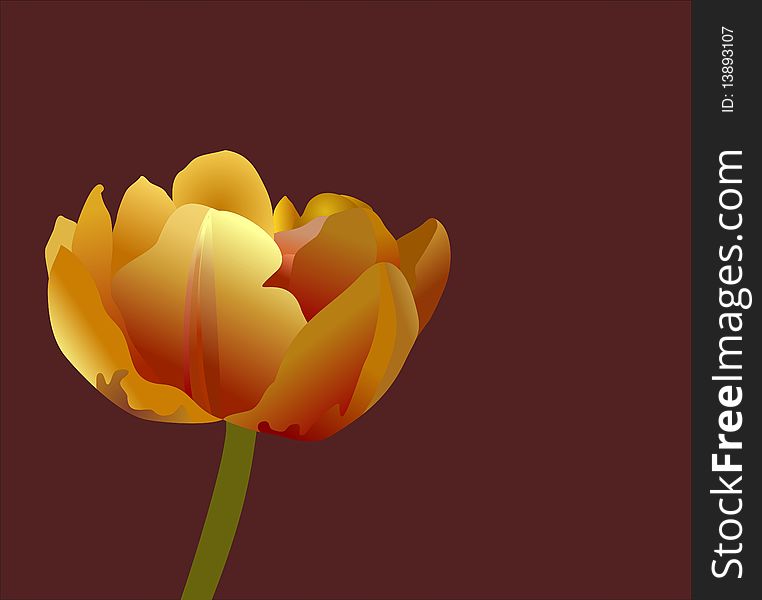 Colored tulip on brown background