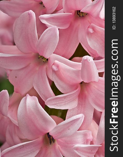 A closeup composition of pink hyacinth blooms