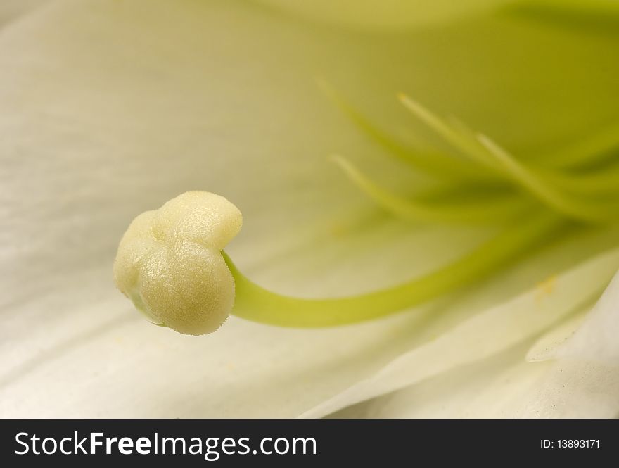 Easter Lily Stamen