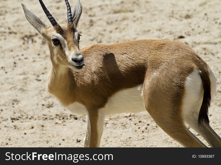 Young gazelle, little mammal picture
