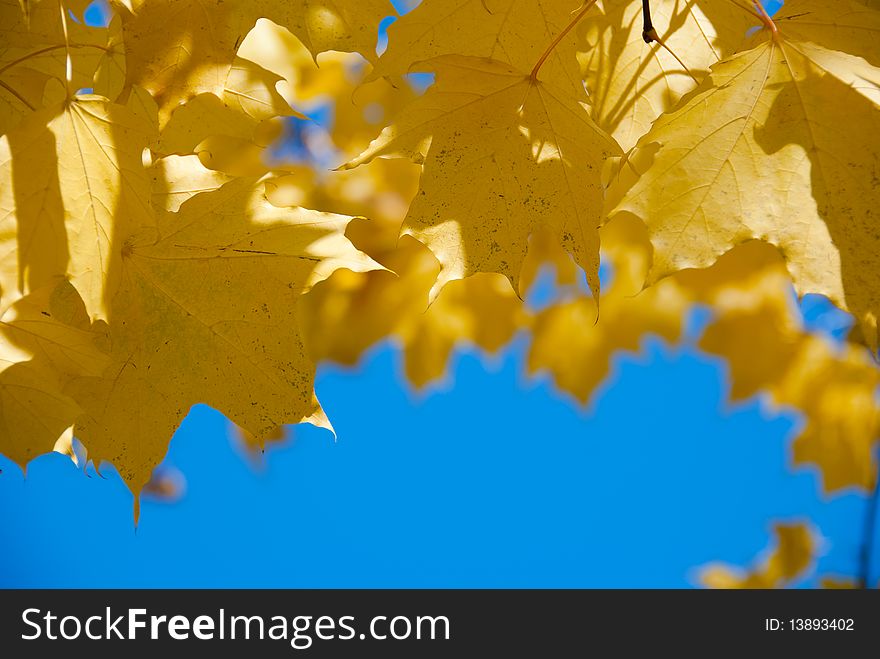 Maple laple against the blue sky