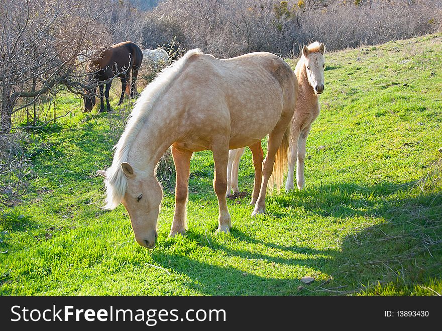 Mare and foal grazing in the meadow