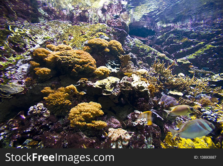 Healthy coral reef under the sea