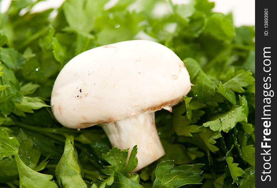 A one mushroom on green