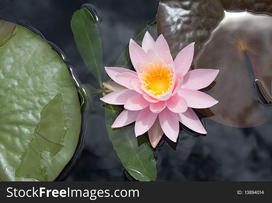 Pink water lily close up.