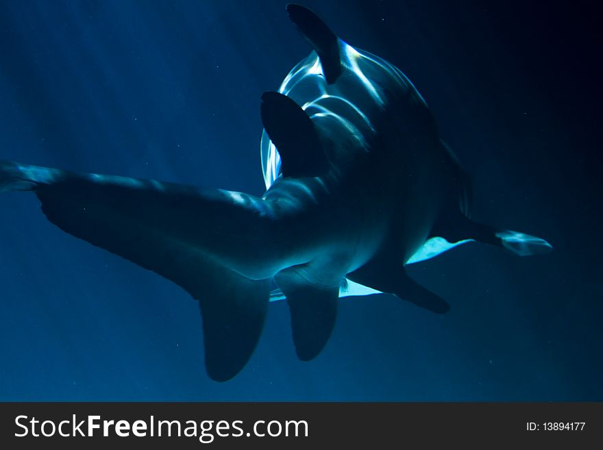 A white shark swimming along underwater