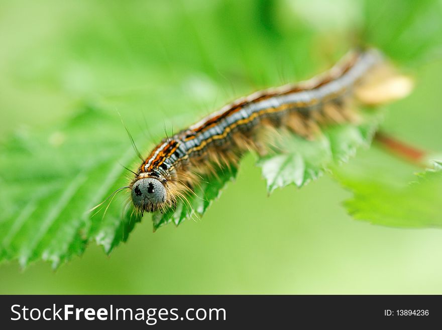 Caterpillar eating e leaf. Taken in France, Doubs. Caterpillar eating e leaf. Taken in France, Doubs