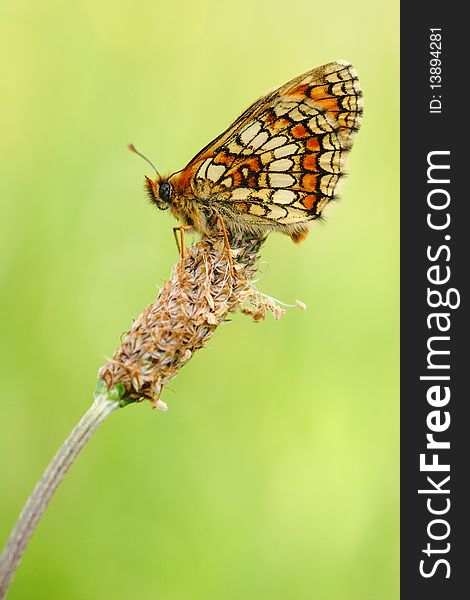 Mellicta Parthenoides Waiting On A Grass