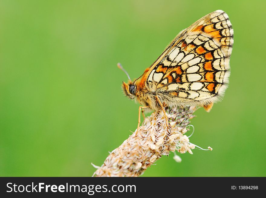 Mellicta parthenoides waiting on a grass photograf in France, Doubs