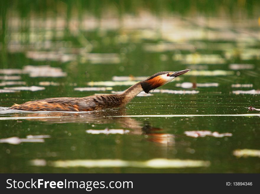 Grebe Crested Swiming In The Lake