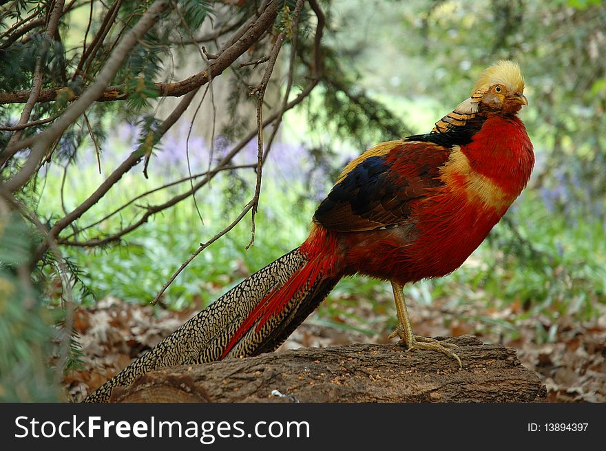 Colourful bird