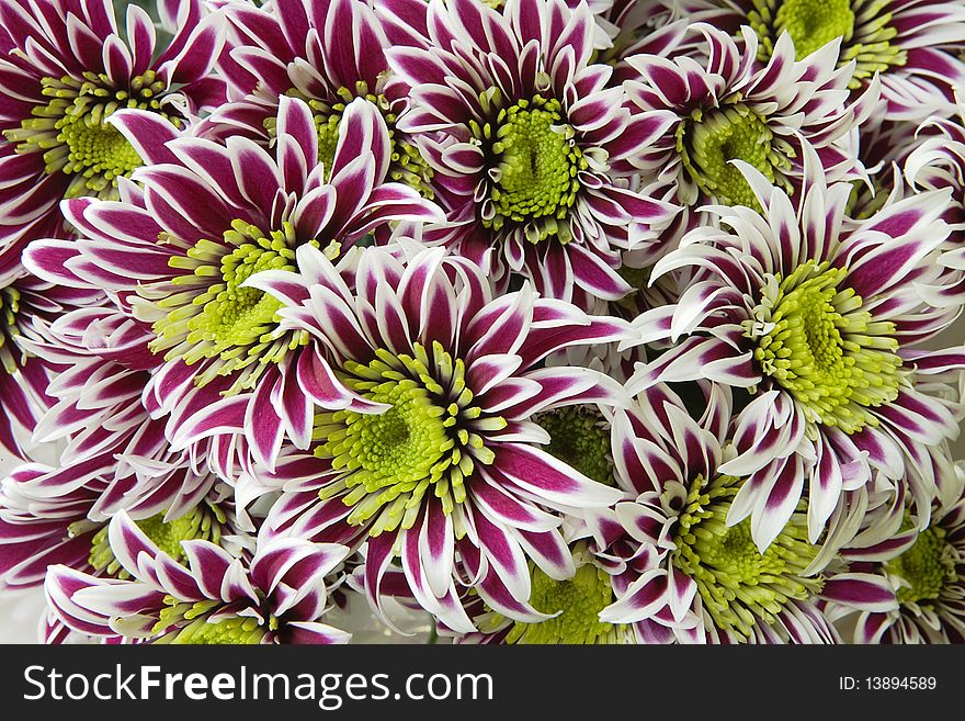 Group of chrysantemum. Red/white petals and yellow center. Closeup.