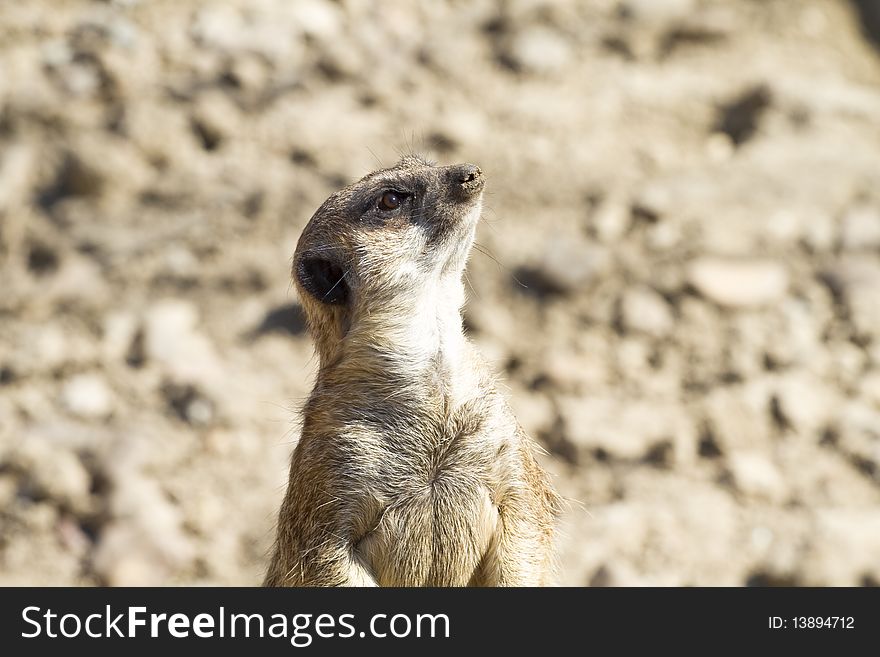 Meerkat (Suricata suricatta) portrait.little mammal