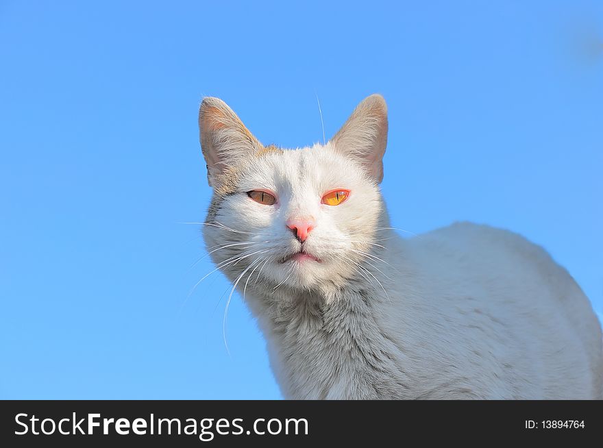Picture shows a cat looking at a blue sky. Picture shows a cat looking at a blue sky.
