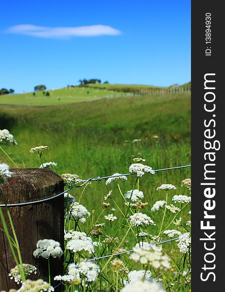 An idyllic view of wild flowers on a meadow land. An idyllic view of wild flowers on a meadow land