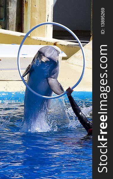 Dolphin jump out of the water in sea