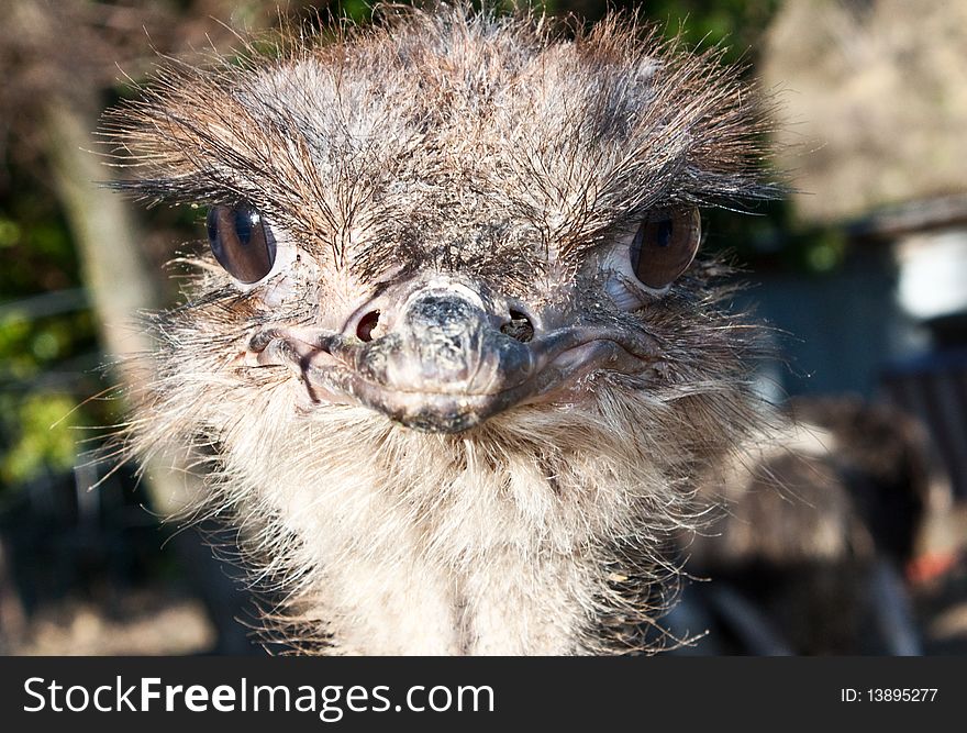 Ostrich portrait in Etosha National Park, Namibia