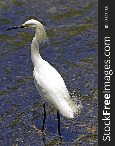 Snowy Egret In A Shallow River